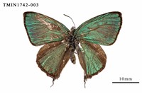 藏品(碧翠灰蝶)的圖片